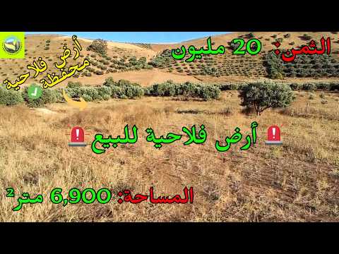 للبيع أرض فلاحية محفظة 6900 متر بسيدي علال المصدر مجهزة بالماء والكهرباء وقرب الخميسات 🌿