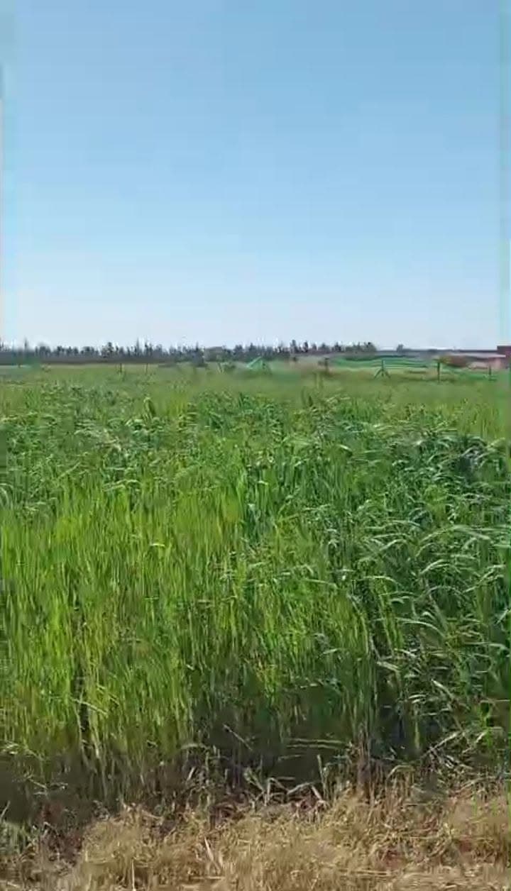 Casablanca · Terrain · À vendre 1