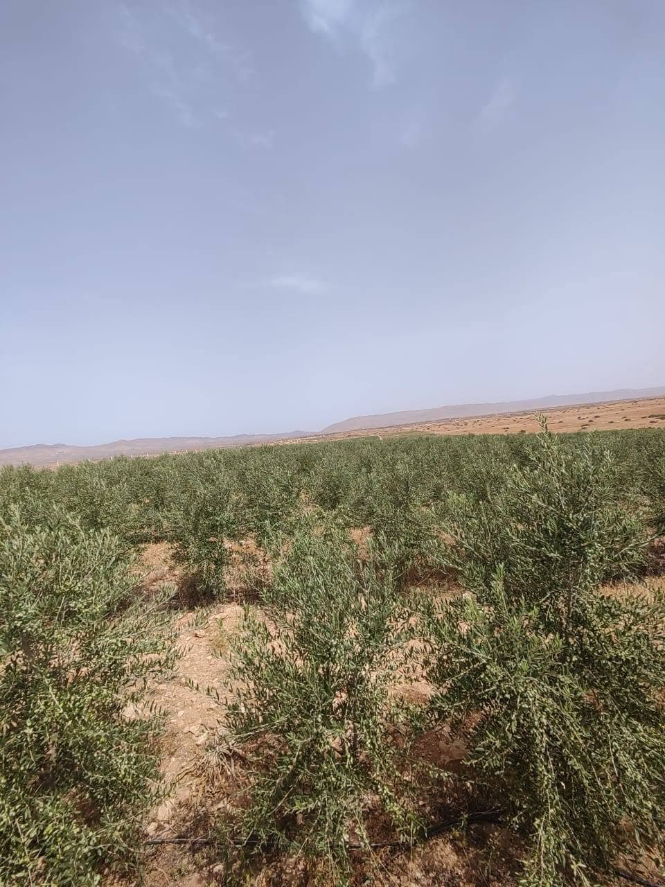 تافوغالت · أرض · للبيع 1
