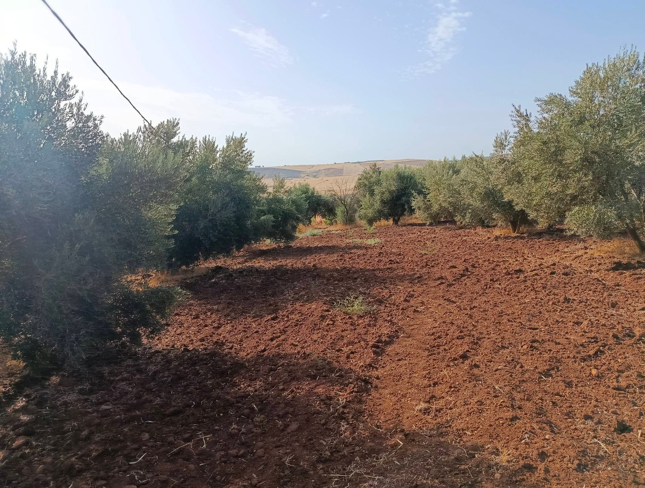 تيفلت · مزرعة · للبيع 1